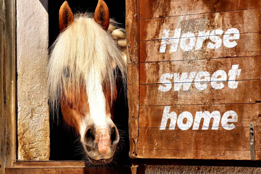 paard-aan-huis-header