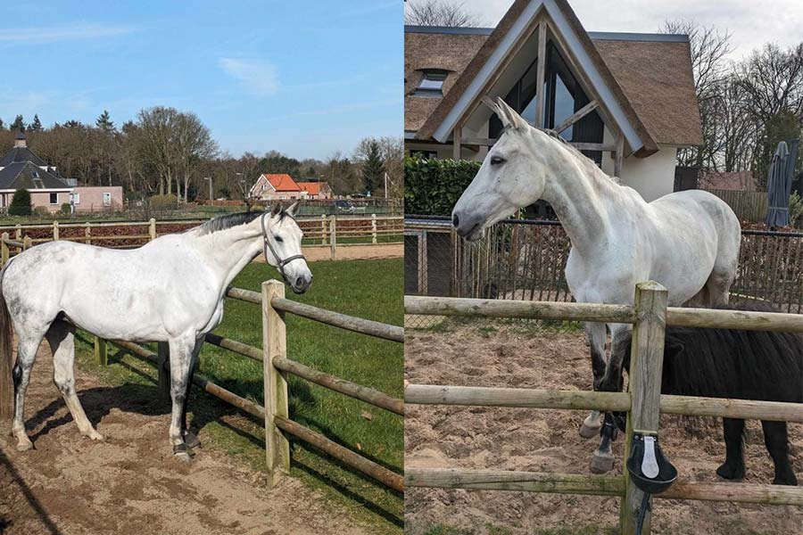 paarden-aan-huis-foto